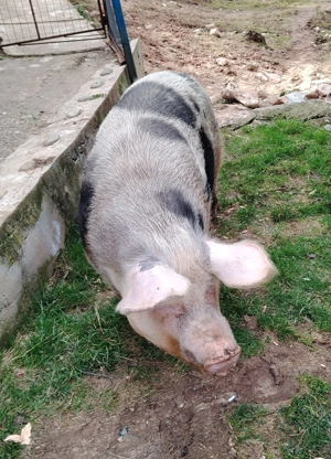 Vând scroafă cu purcei  - imagine 2