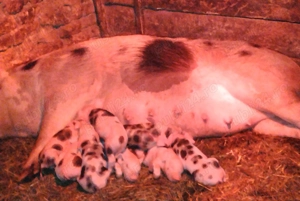 Vând scroafă cu purcei 