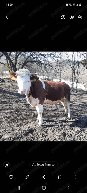 vaca de vanzare 1 an jumate  - imagine 2