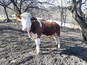 vaca de vanzare 1 an jumate 