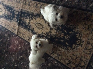 Mix Bichon maltez cu Bichon havanez - imagine 3