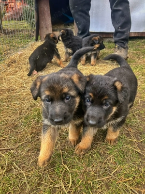 Pui ciobănesc german - imagine 3