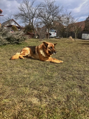 Pui ciobănesc german - imagine 4