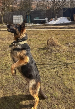 Pui ciobănesc german - imagine 5