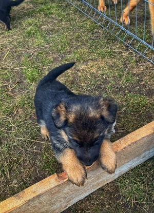 Pui ciobănesc german - imagine 2