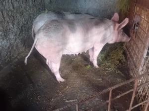 scroafe gestante pietrain și un vieruș  - imagine 3