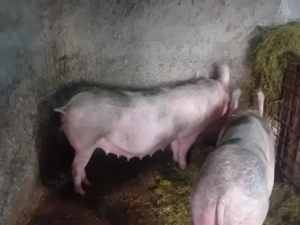 scroafe gestante pietrain și un vieruș 