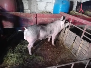 scroafe gestante pietrain și un vieruș  - imagine 4