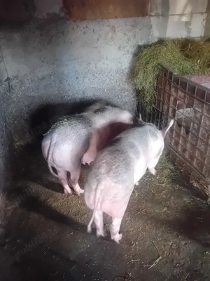 scroafe gestante pietrain și un vieruș  - imagine 5