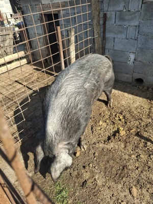 Scroafa de vânzare  - imagine 3