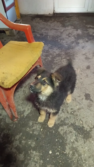 Cătel lup Ciobanesc 