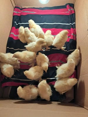 Puișori  de găină brahma?