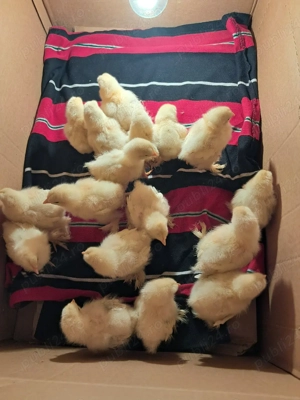 Puișori  de găină brahma? - imagine 2