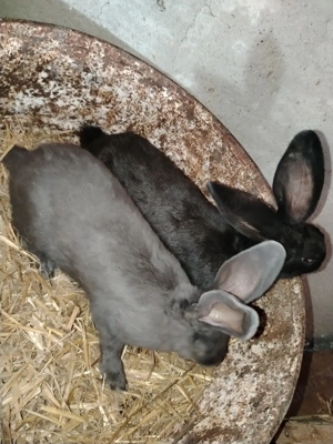 Fluture German  - imagine 5