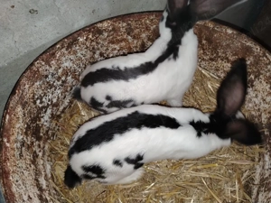 Fluture German  - imagine 3