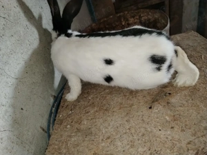 Fluture German  - imagine 2