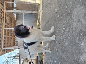 Vand ciobanesc bucovina cu pedigree