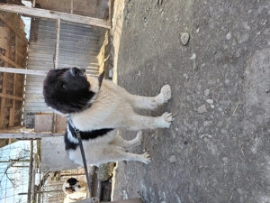 Vand ciobanesc bucovina cu pedigree - imagine 4