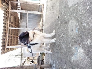 Vand ciobanesc bucovina cu pedigree - imagine 3