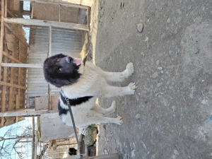 Vand ciobanesc bucovina cu pedigree - imagine 2