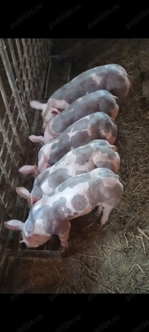 Scrofiță si Vieruț,Pietrain Belgian  - imagine 2