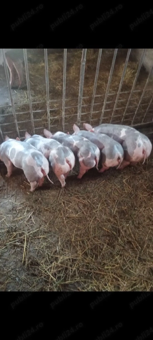 Scrofiță si Vieruț,Pietrain Belgian  - imagine 3