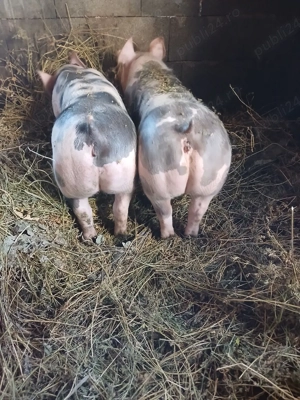 vând purcei  pietrian - imagine 2