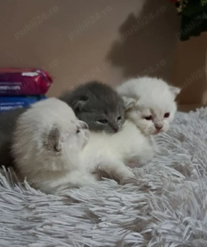 British shorthair colorpoint  - imagine 2