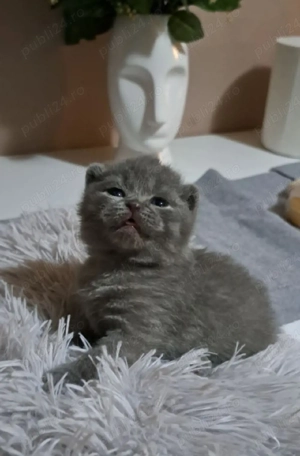 British shorthair colorpoint  - imagine 3