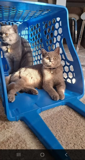 British shorthair colorpoint  - imagine 5