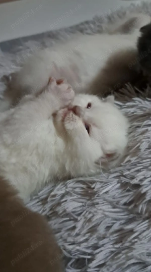 British shorthair colorpoint  - imagine 4