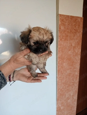 catei de vanzare  - imagine 2