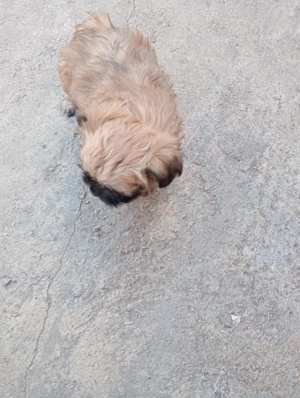 catei de vanzare  - imagine 3