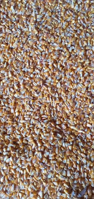 vînd porumb boabe foarte uscat fără spărtură