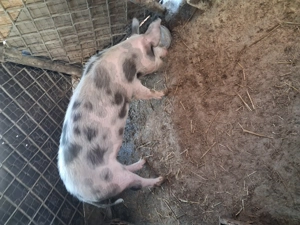 Vind purcea pt.reproductie,rasa petrean cu marele alb