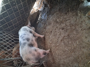 Vind purcea pt.reproductie,rasa petrean cu marele alb - imagine 4