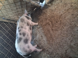 Vind purcea pt.reproductie,rasa petrean cu marele alb - imagine 2