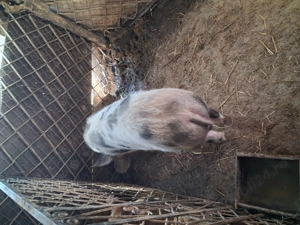 Vind purcea pt.reproductie,rasa petrean cu marele alb - imagine 3