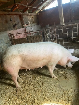 disponibila pt sacrificat 15 lei kg - imagine 5
