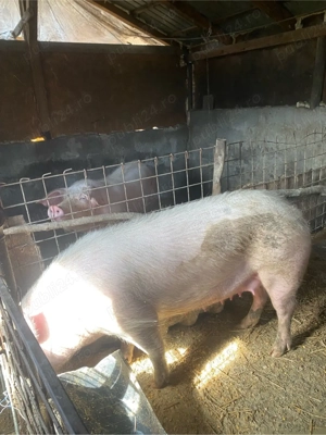 disponibila pt sacrificat 15 lei kg - imagine 2