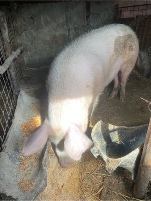 disponibila pt sacrificat 15 lei kg - imagine 4