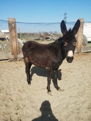 vând măgăriță  - imagine 2