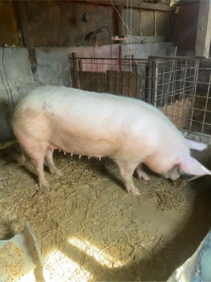 disponibila pt sacrificat 15 lei kg