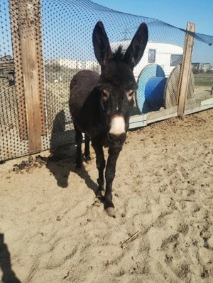 vând măgăriță  - imagine 3