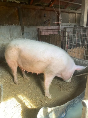 disponibila pt sacrificat 15 lei kg - imagine 3