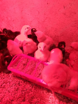 Pui de găină rasa mixta și carne - imagine 4