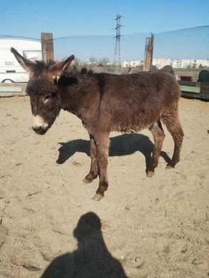 vand mascul  - imagine 2