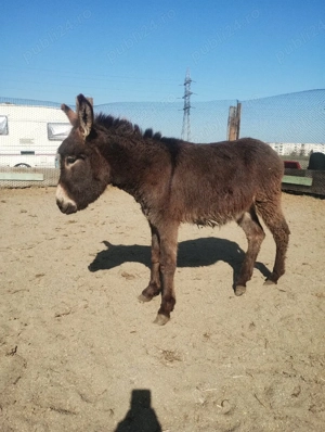 vand mascul  - imagine 4