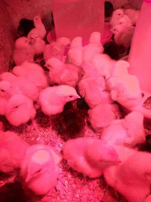 Pui de găină rasa mixta și carne - imagine 5