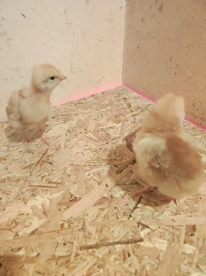 Pui de găină rasa mixta și carne - imagine 2